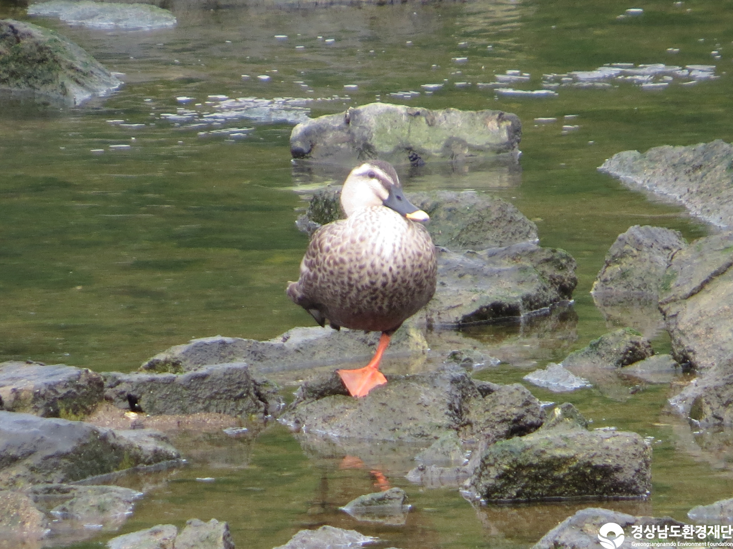 [봉암갯벌] 습지 생태계 변화 조사-2025. 9.