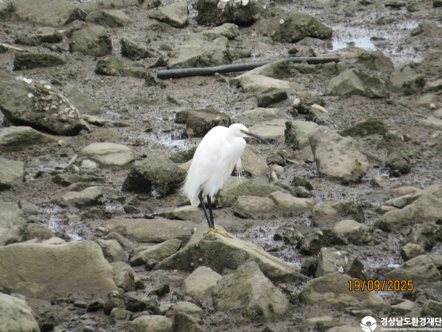 [봉암갯벌] 습지 생태계 변화 조사-2025. 9.