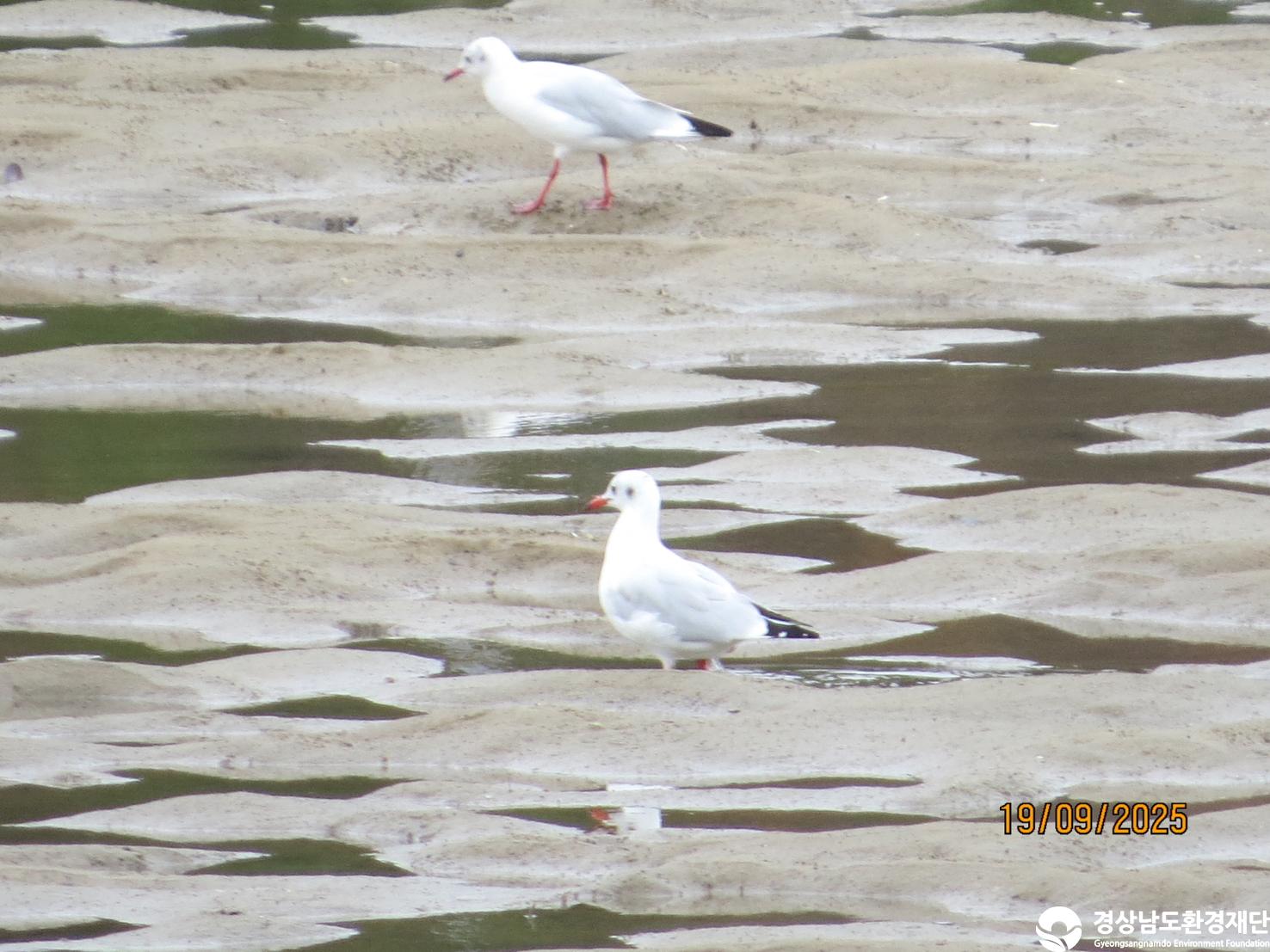 [봉암갯벌] 습지 생태계 변화 조사-2025. 9.