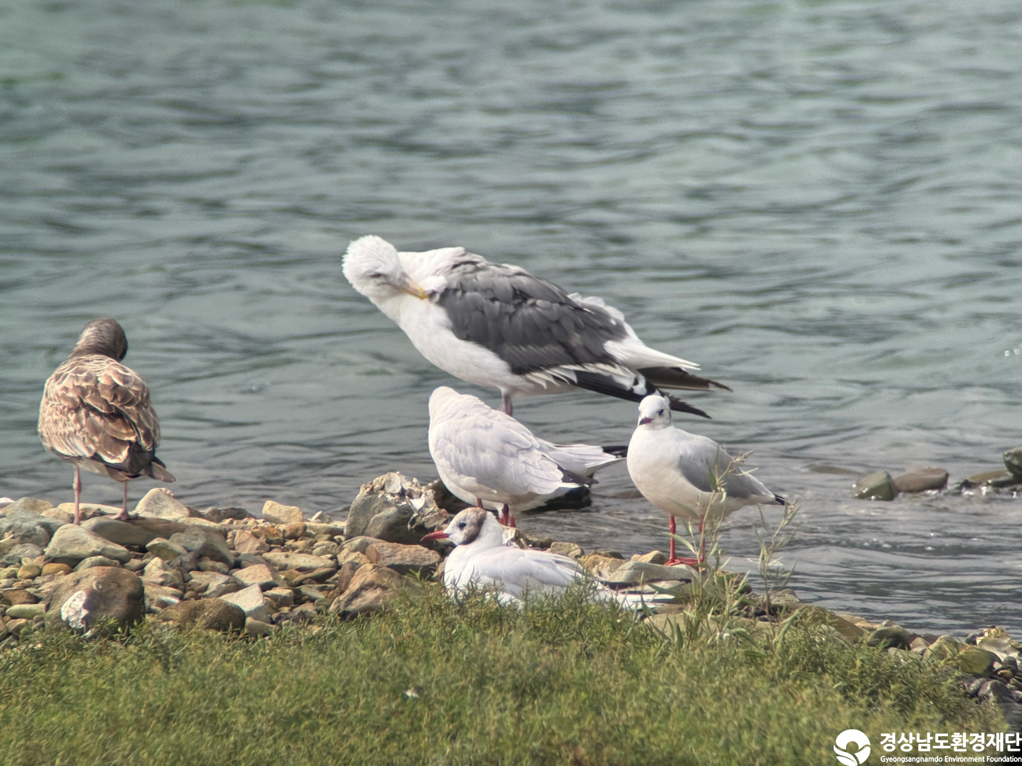 [진동만/창포만] 습지 생태계 변화 조사-2025. 9.