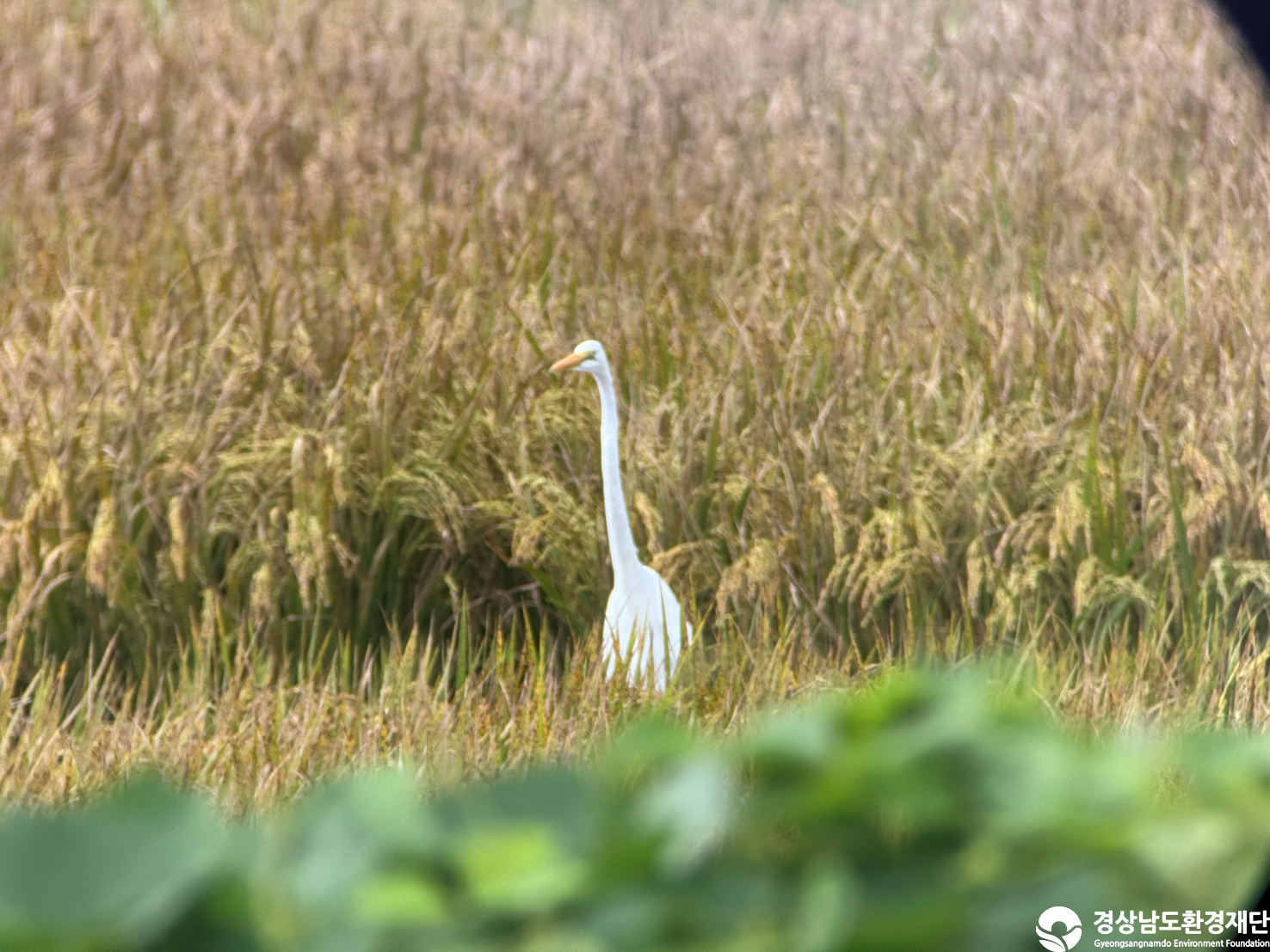 [진동만/창포만] 습지 생태계 변화 조사-2025. 9.