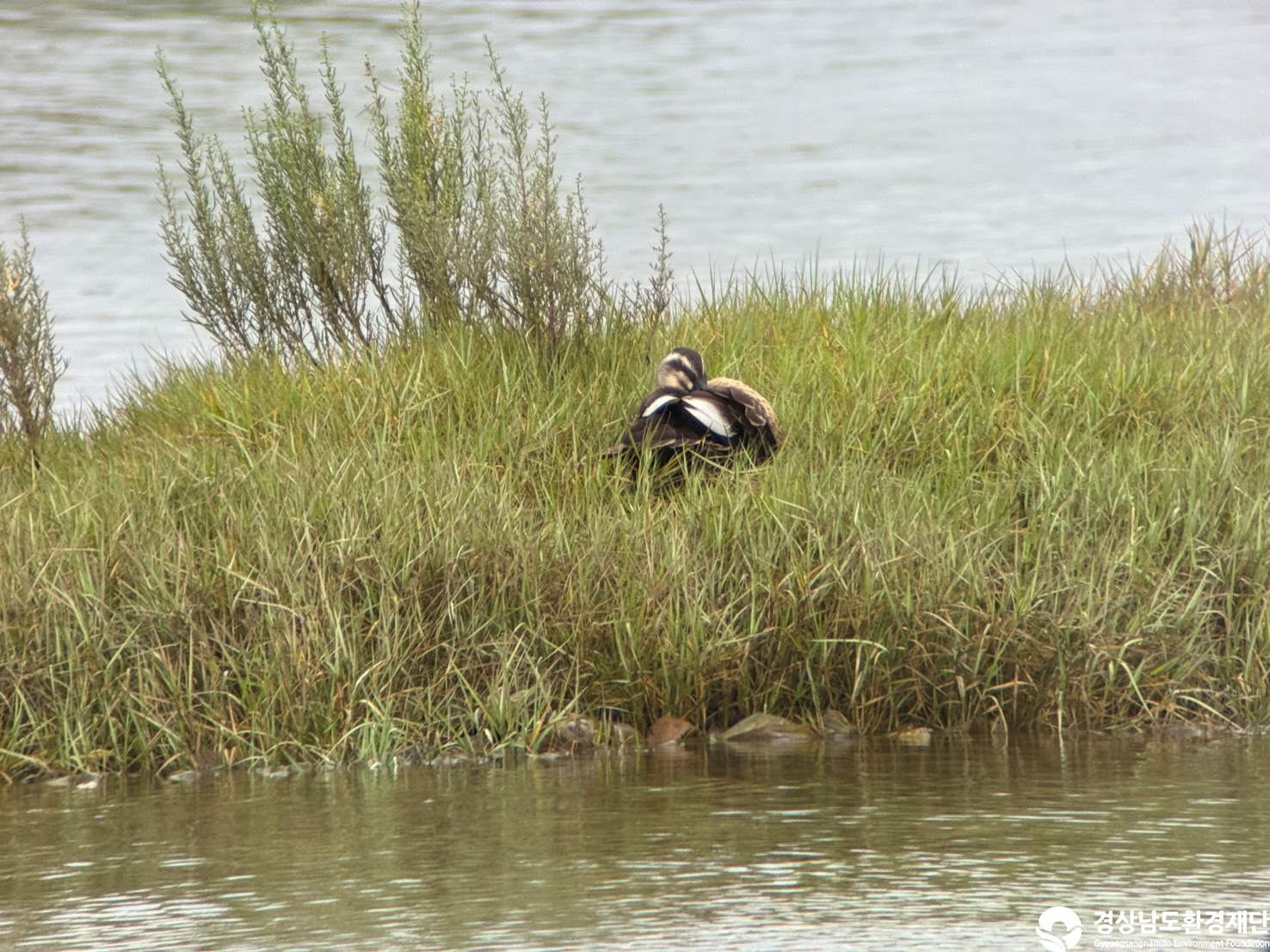[진동만/창포만] 습지 생태계 변화 조사-2025. 9.