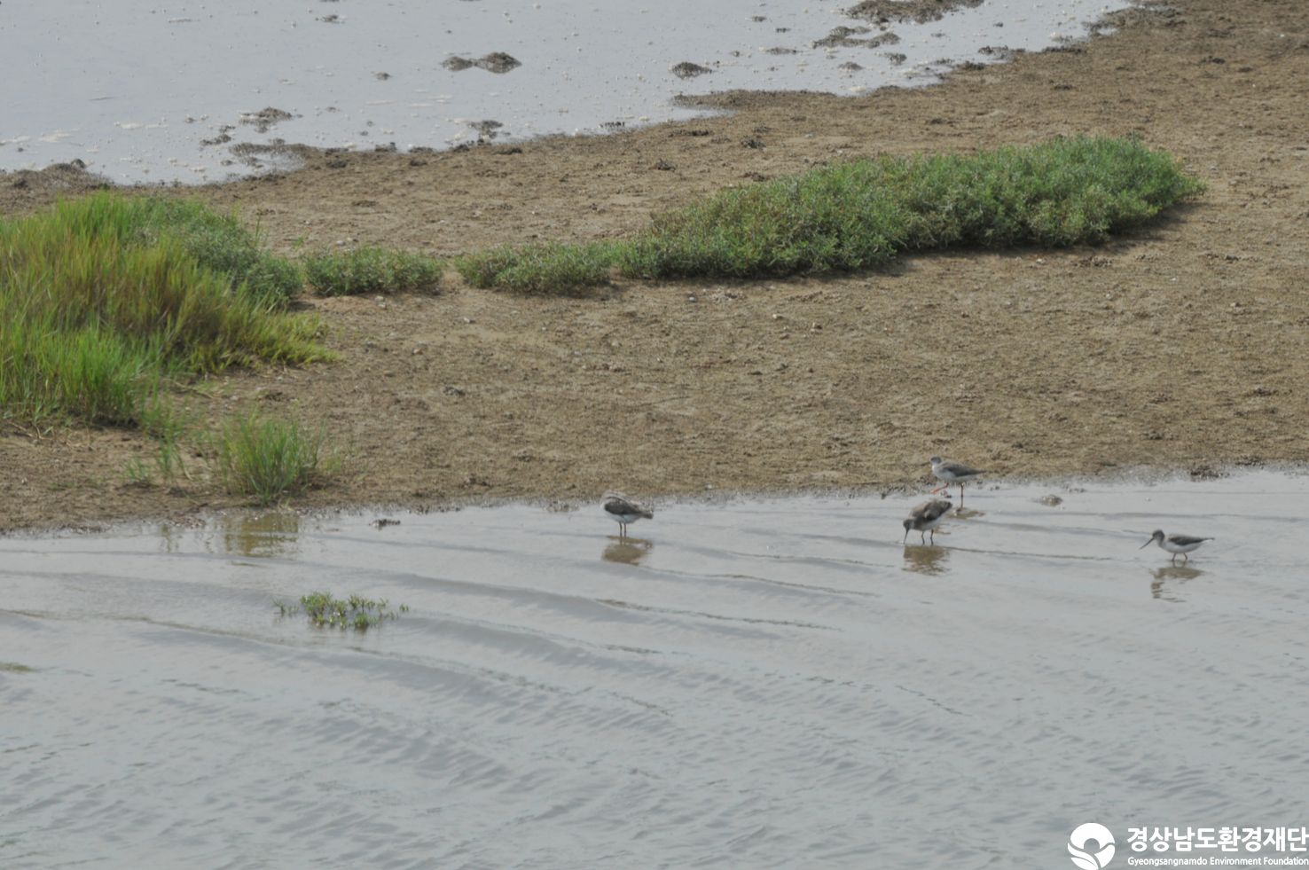 [섬진강하구] 습지 생태계 변화 조사-2025. 9.