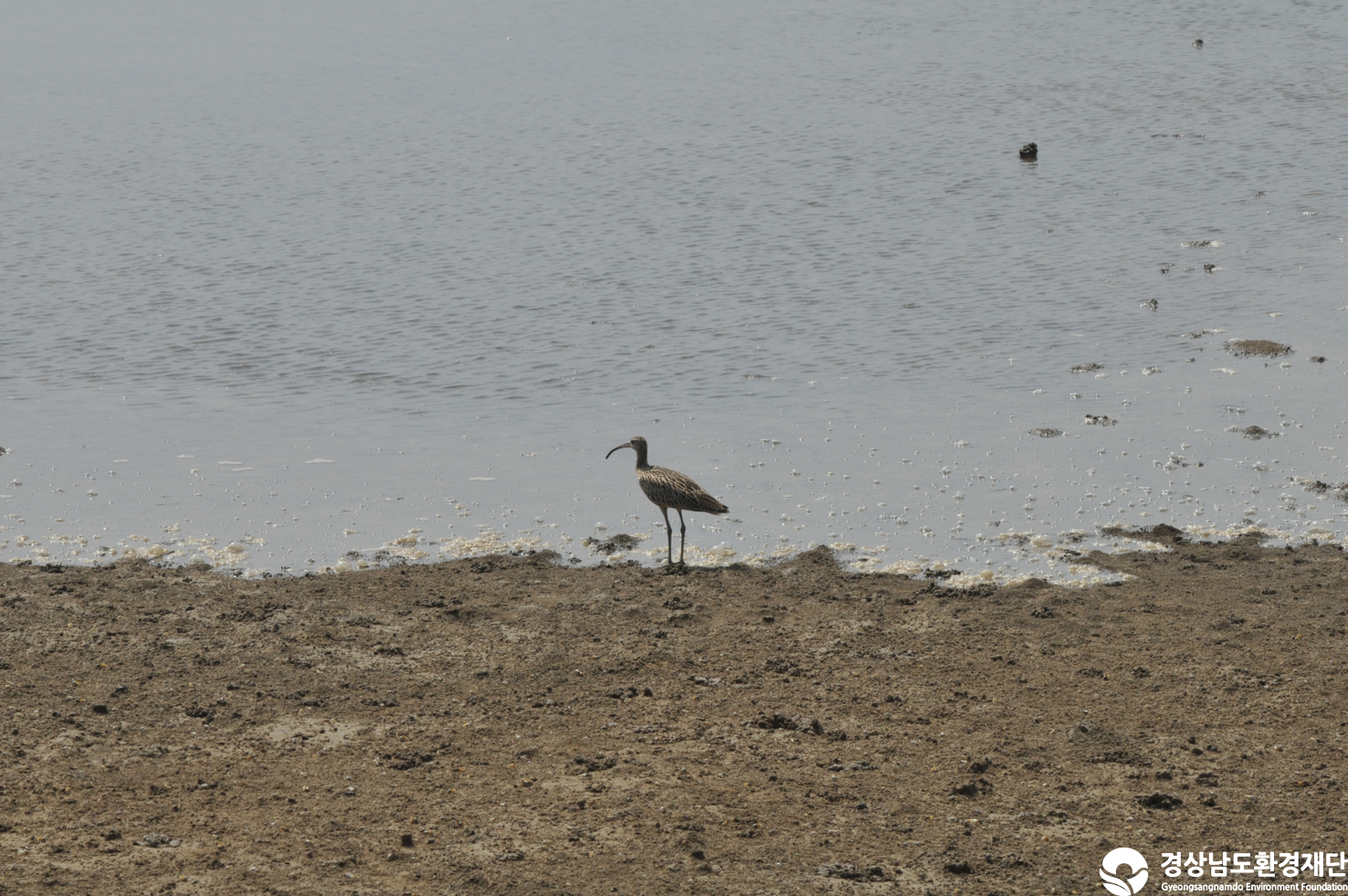 [섬진강하구] 습지 생태계 변화 조사-2025. 9.