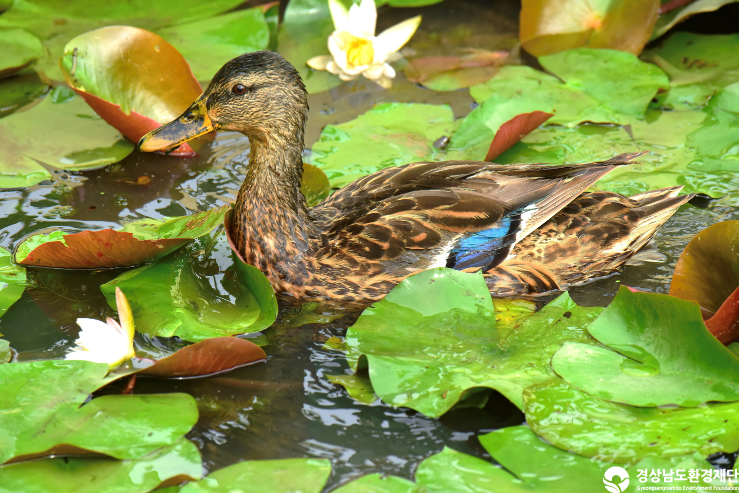 [정양늪] 습지 생태계 변화 조사-2025. 9.