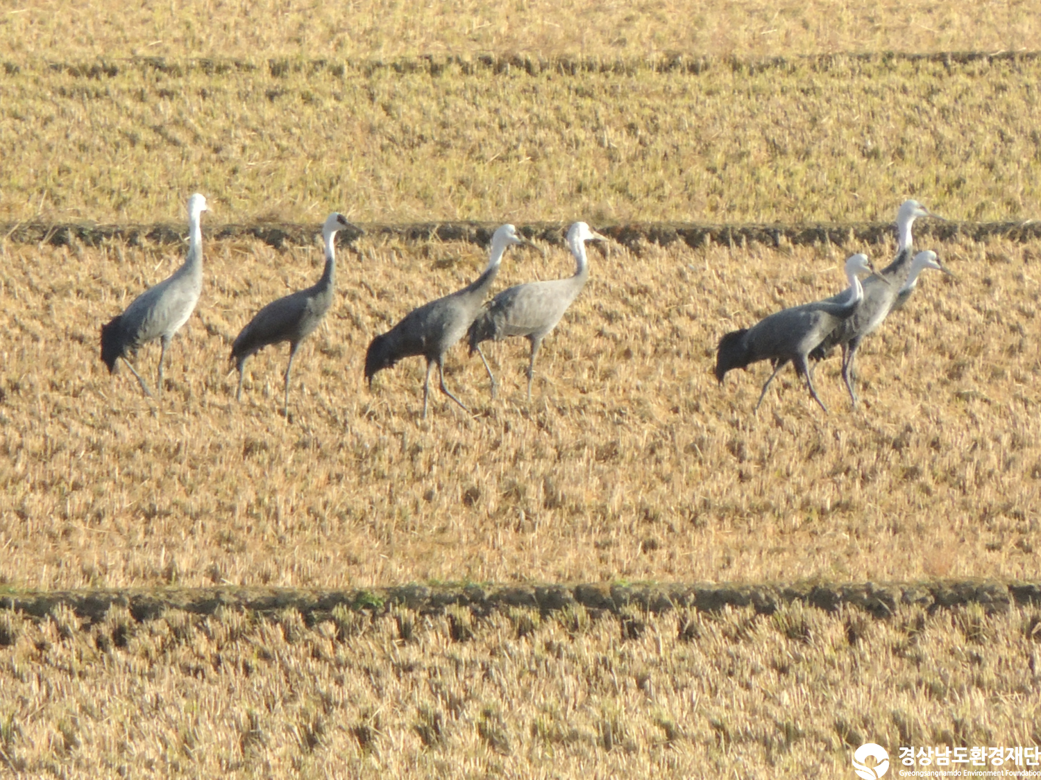 [주남저수지] 습지 생태계 변화 조사-2025. 11.