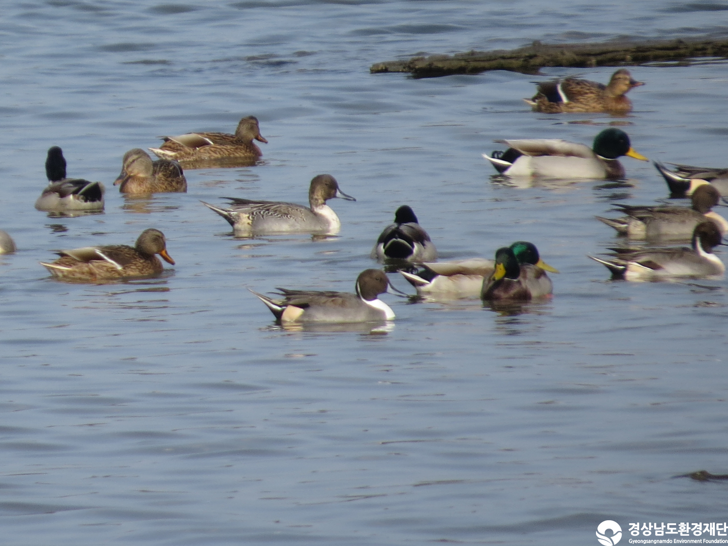 [봉암갯벌] 습지 생태계 변화 조사-2025. 11.