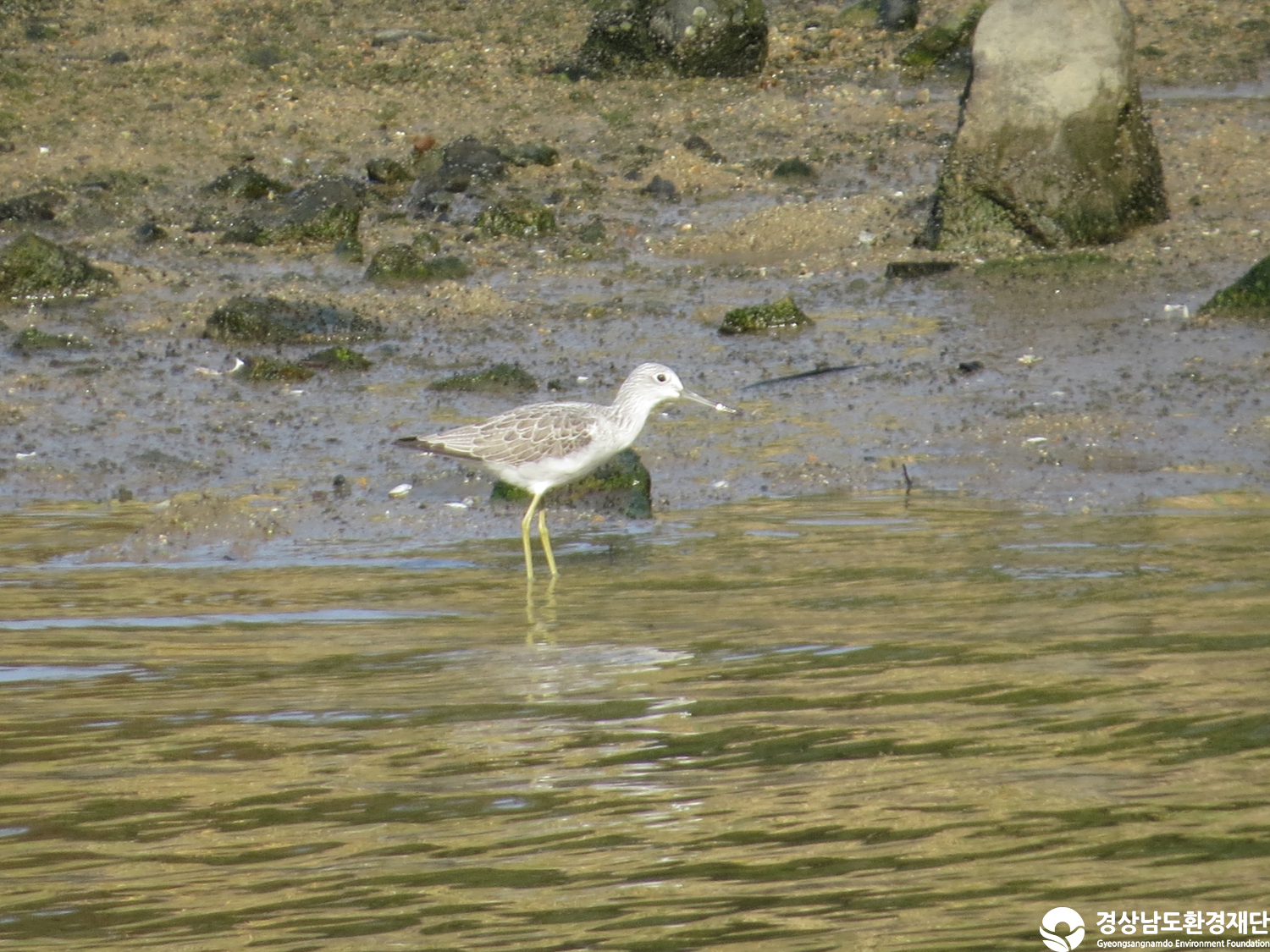 [봉암갯벌] 습지 생태계 변화 조사-2025. 11.