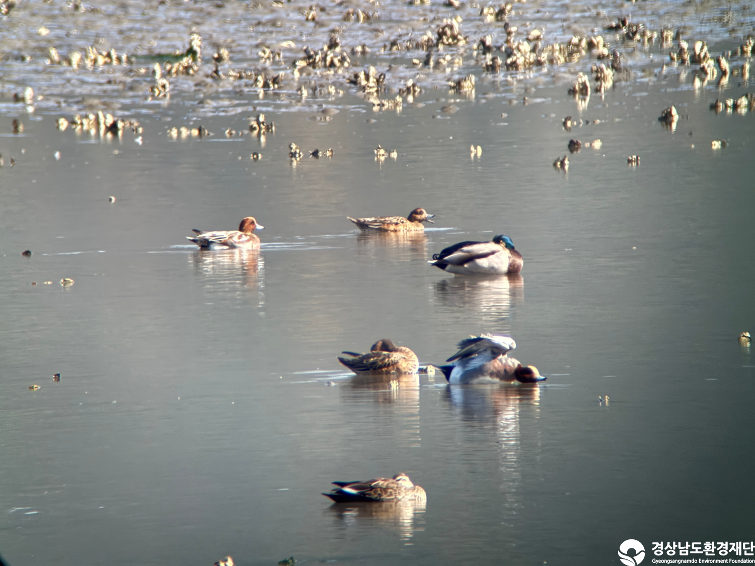 [진동만/창포만] 습지 생태계 변화 조사-2025. 11.