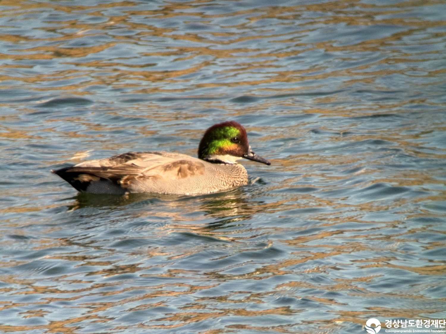 [진동만/창포만] 습지 생태계 변화 조사-2025. 11.