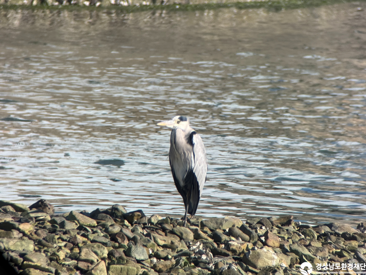 [진동만/창포만] 습지 생태계 변화 조사-2025. 11.