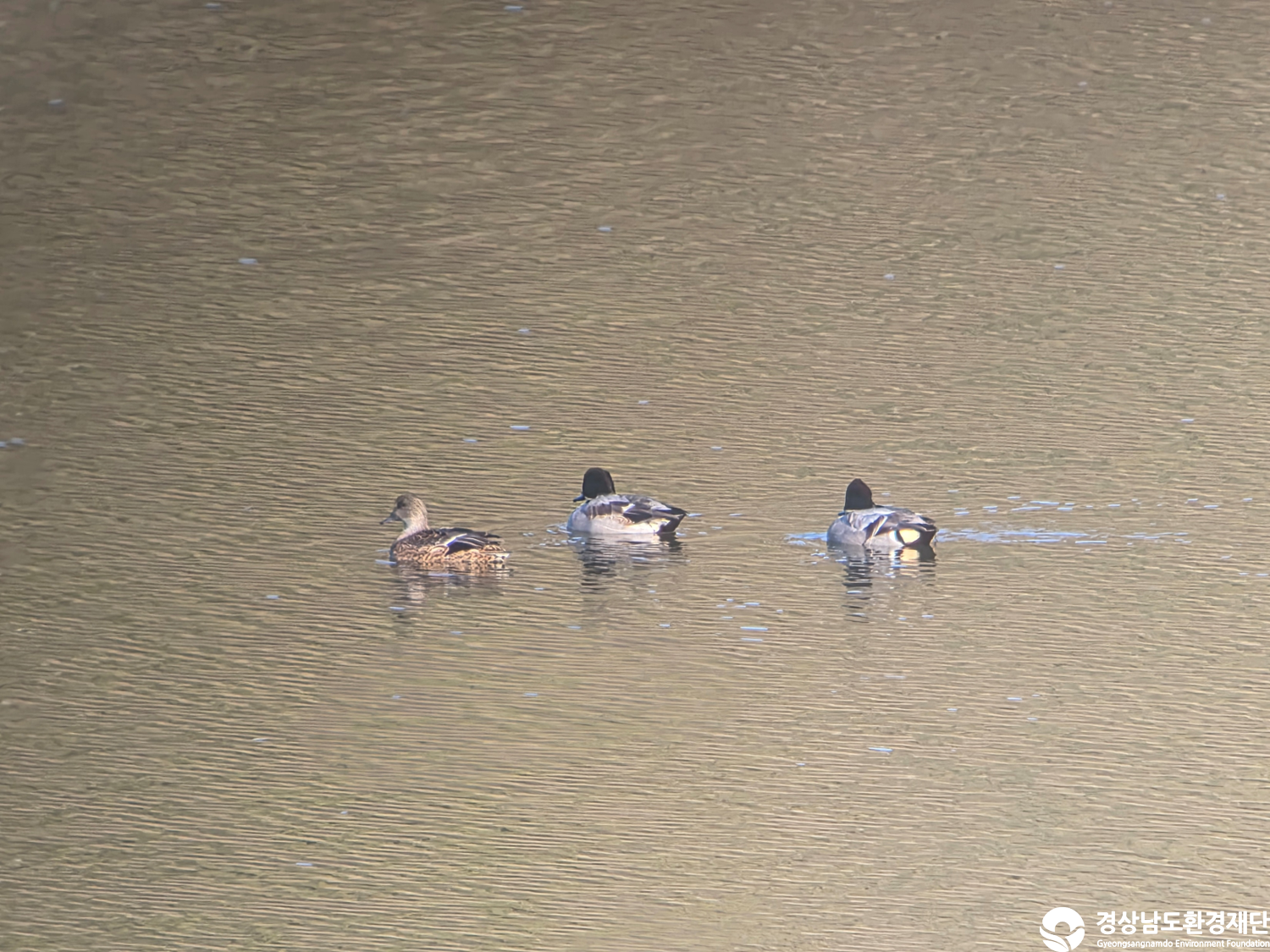 [악양습지/질날늪/평기늪] 습지 생태계 변화 조사-2025. 11.