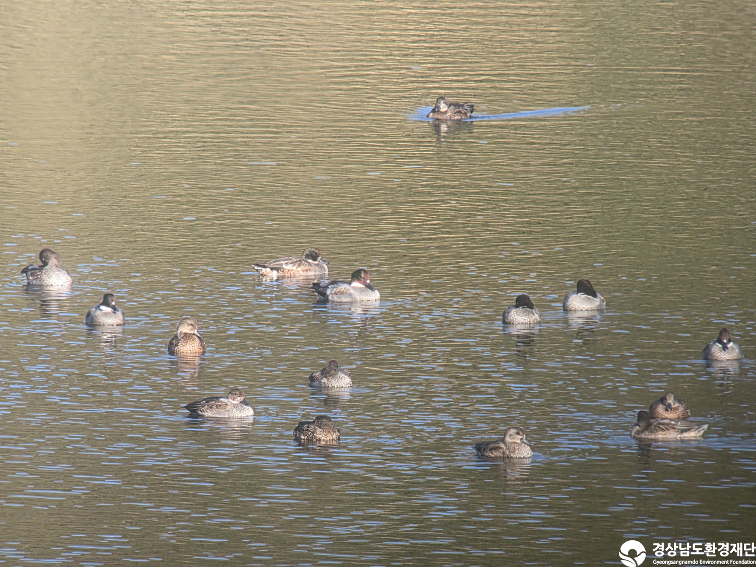 [악양습지/질날늪/평기늪] 습지 생태계 변화 조사-2025. 11.