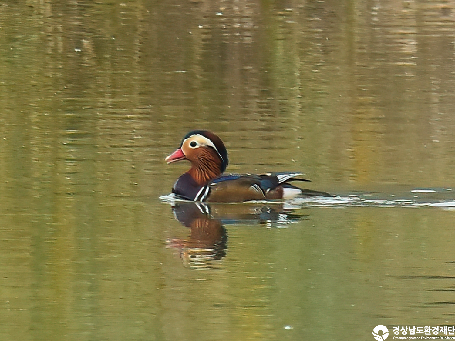 [정양늪] 습지 생태계 변화 조사-2025. 11.