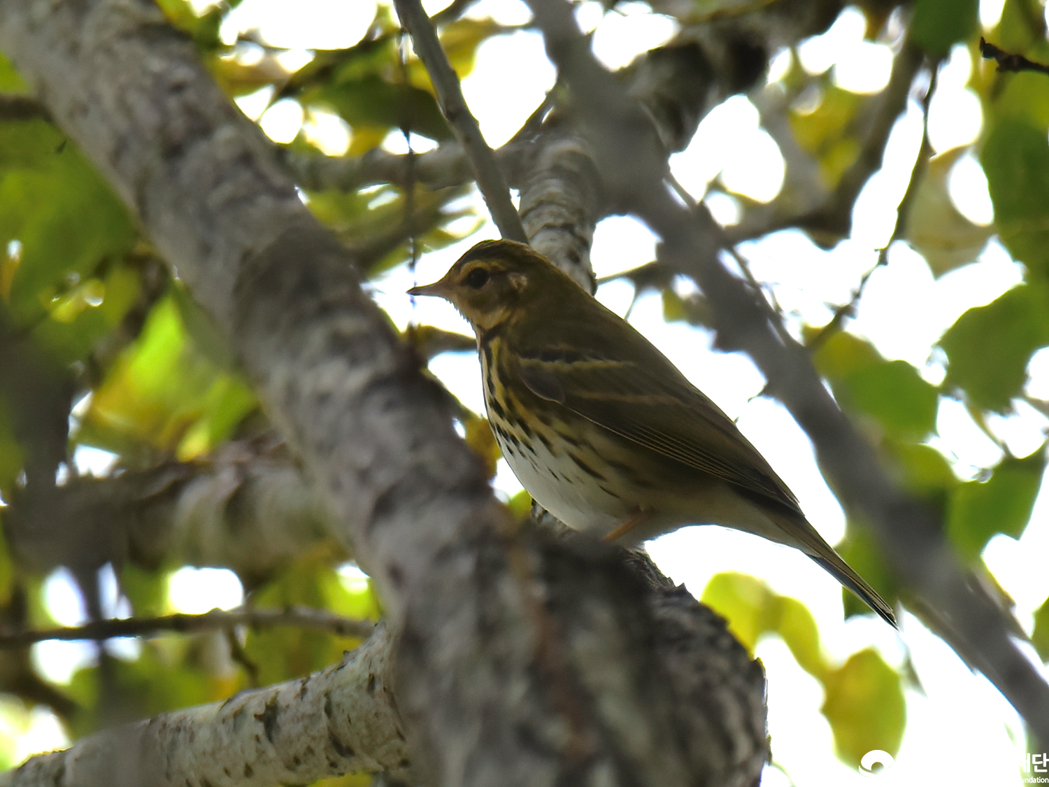 [정양늪] 습지 생태계 변화 조사-2025. 11.