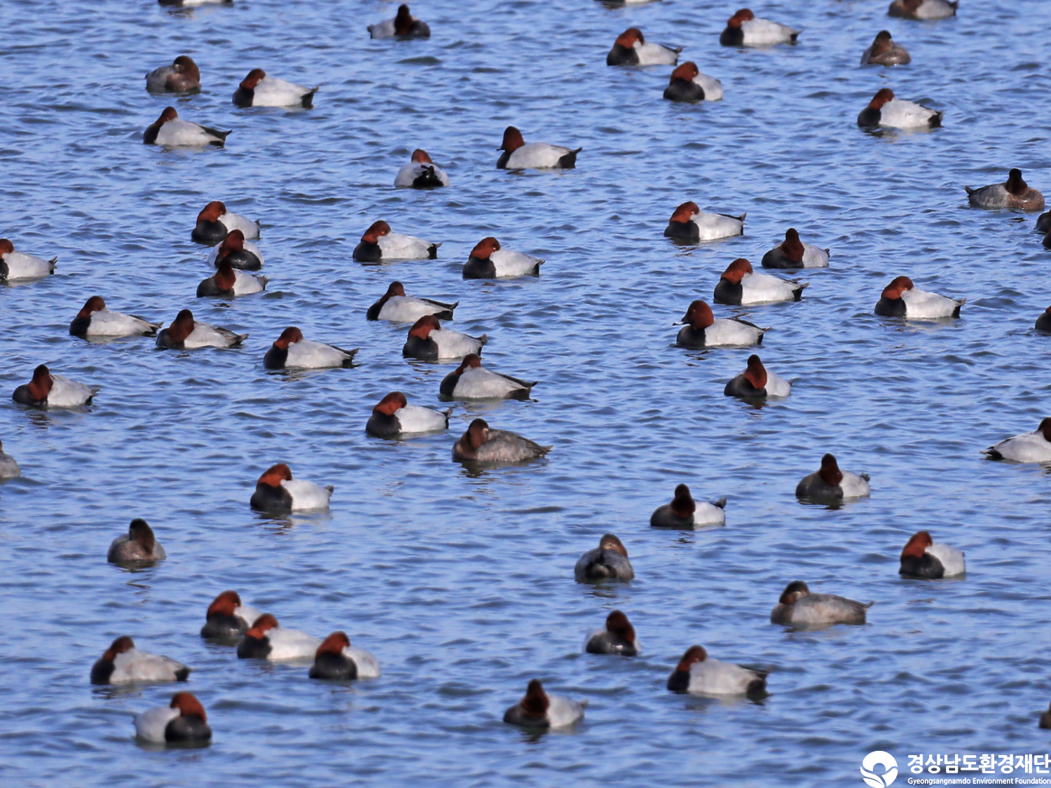 [남해강진만] 습지 생태계 변화 조사-2025. 11.