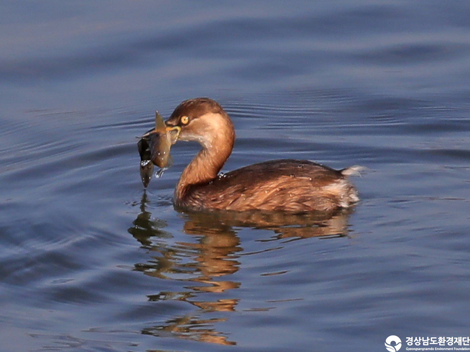 [남해강진만] 습지 생태계 변화 조사-2025. 11.