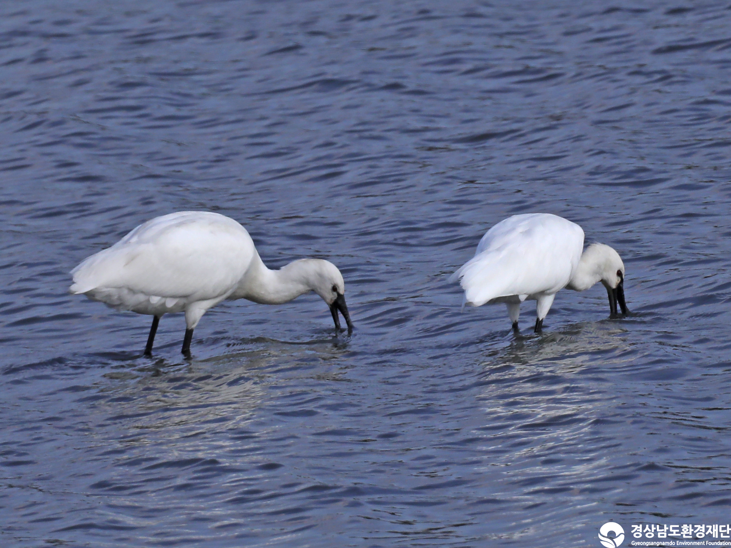 [남해강진만] 습지 생태계 변화 조사-2025. 11.