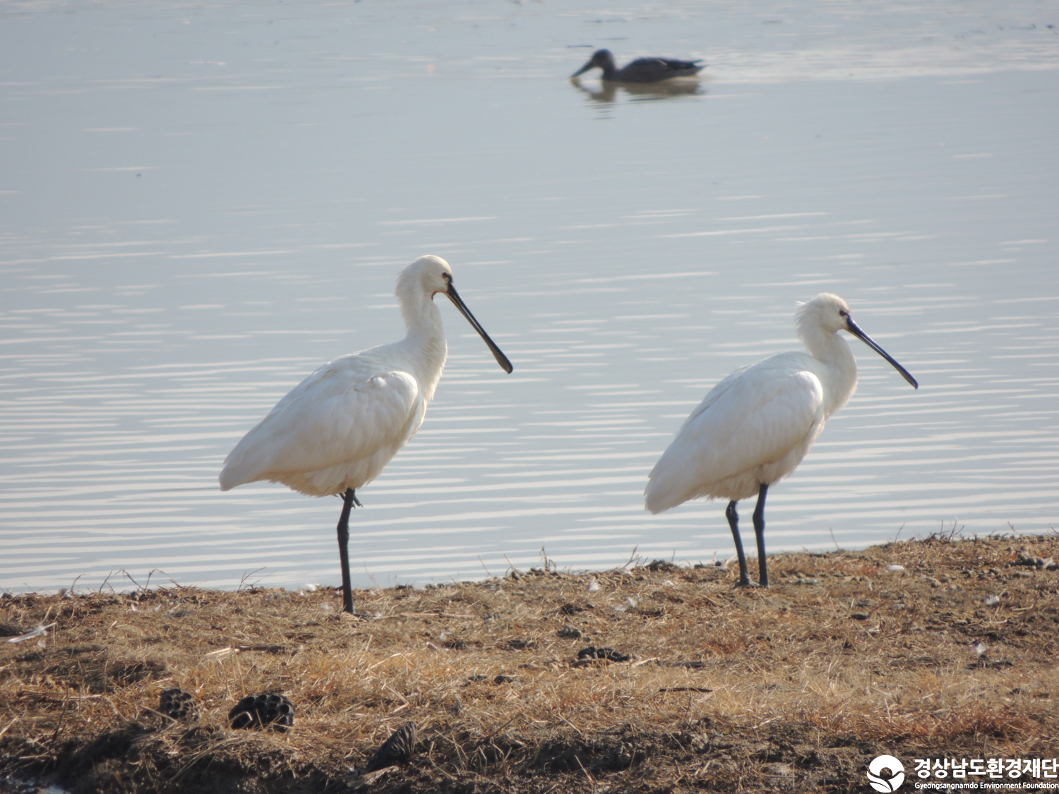 [주남저수지] 습지 생태계 변화 조사-2025. 12.