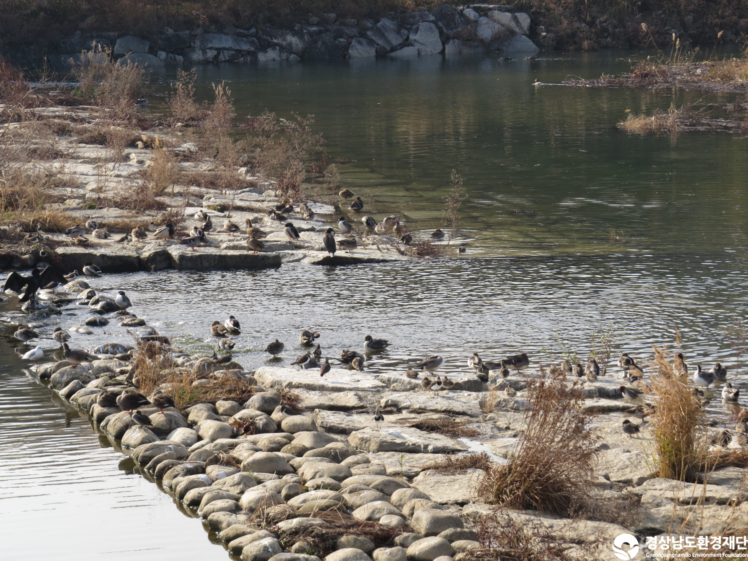 [봉암갯벌] 습지 생태계 변화 조사-2025. 12.