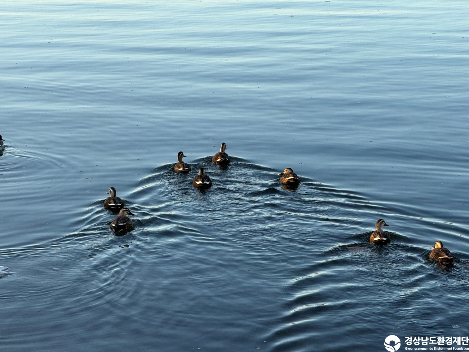 [진동만/창포만] 습지 생태계 변화 조사-2025. 12.