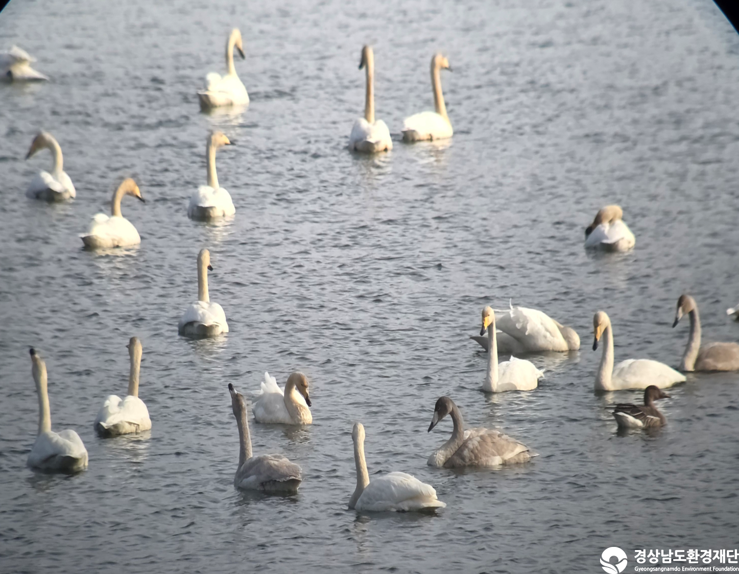 [악양습지/질날늪/평기늪] 습지 생태계 변화 조사-2025. 12.