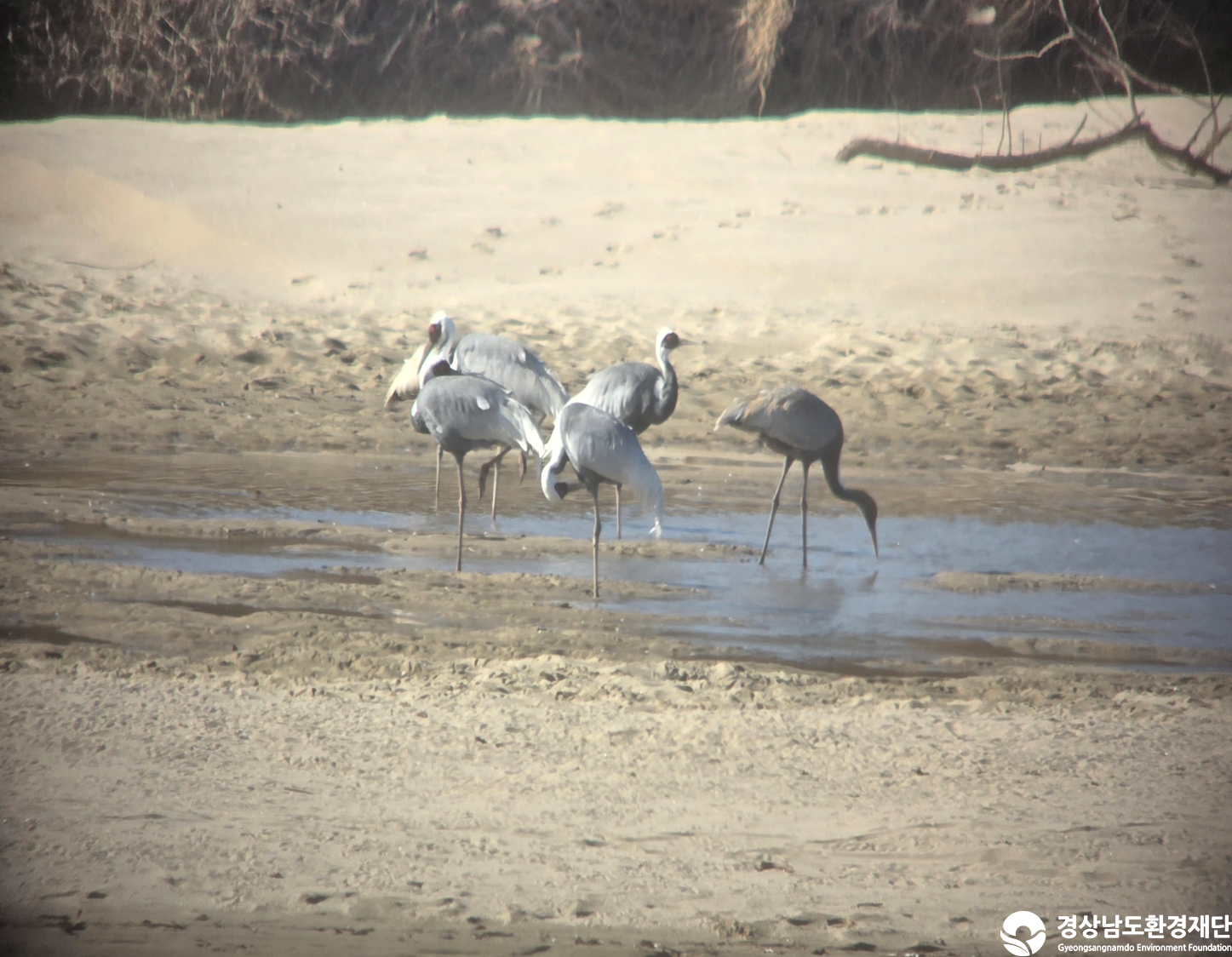 [악양습지/질날늪/평기늪] 습지 생태계 변화 조사-2025. 12.