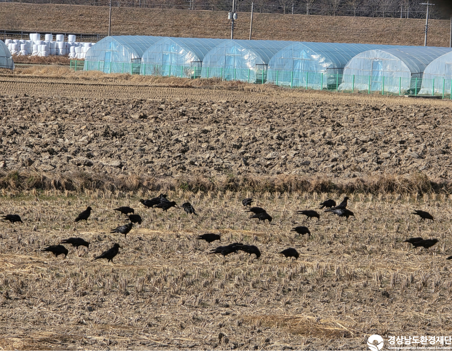 [악양습지/질날늪/평기늪] 습지 생태계 변화 조사-2025. 12.
