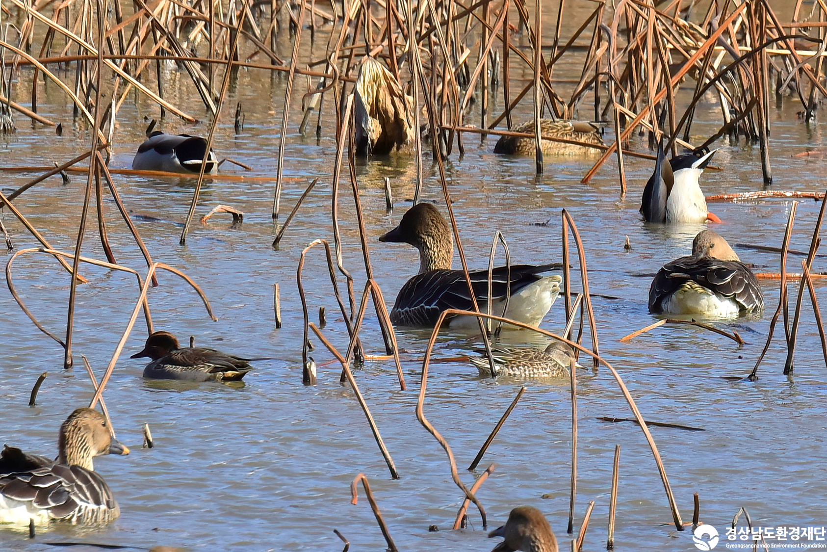 [정양늪] 습지 생태계 변화 조사-2025. 12.