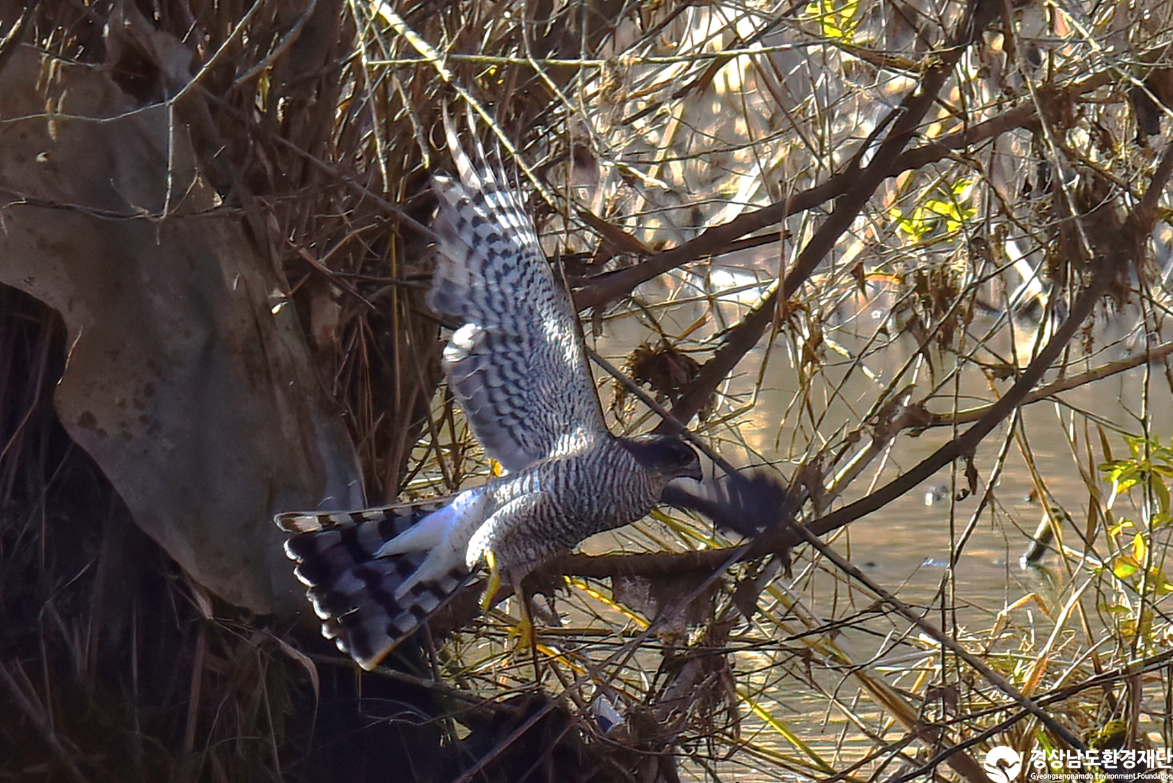 [정양늪] 습지 생태계 변화 조사-2025. 12.