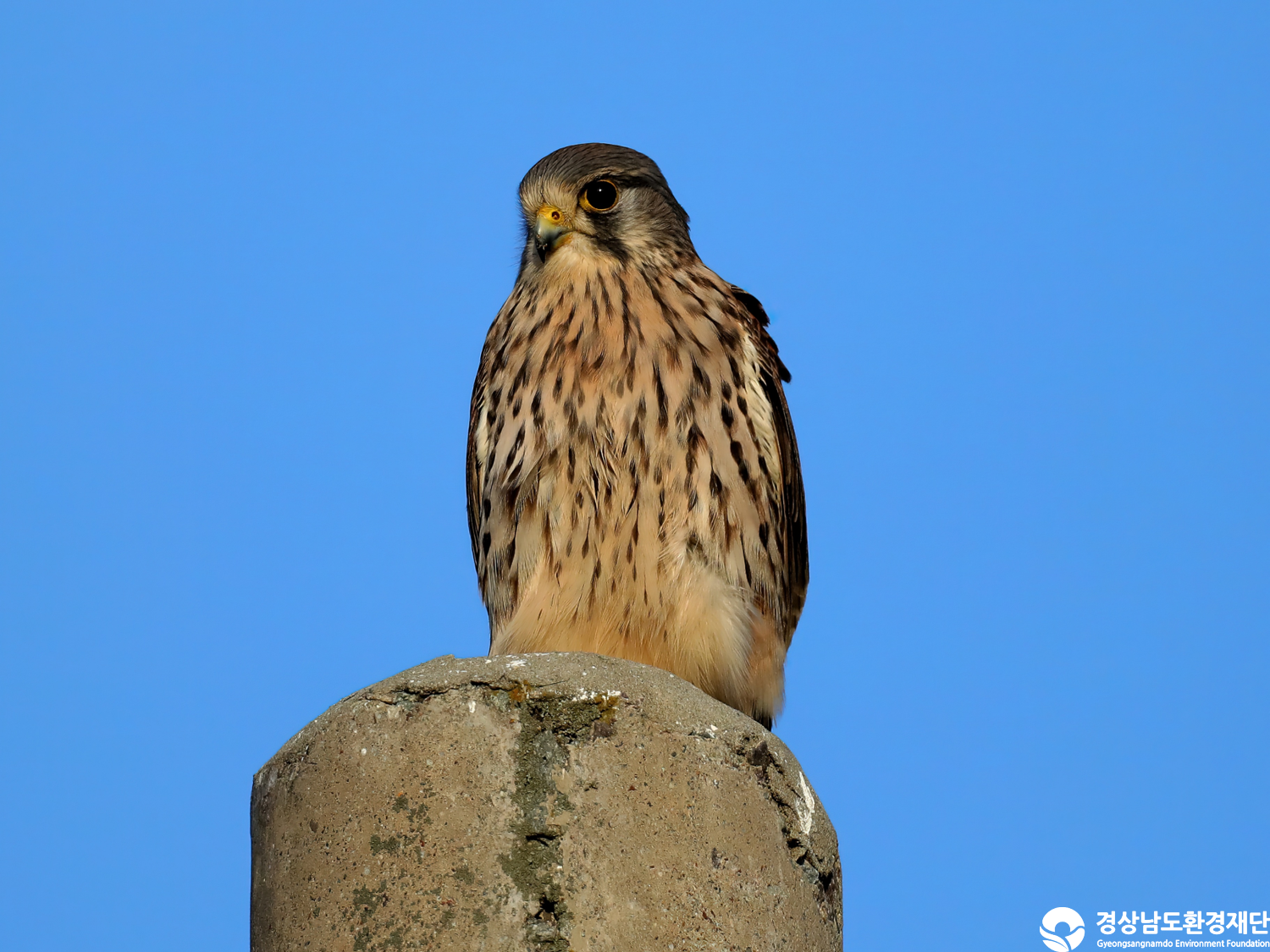 [남해강진만] 습지 생태계 변화 조사-2025. 12.