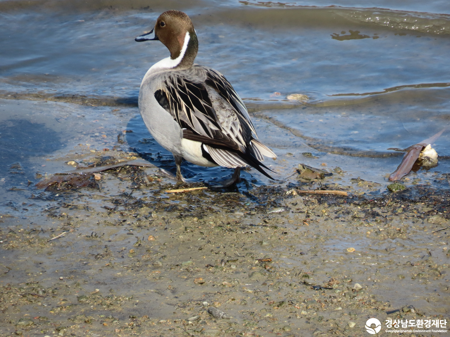 [봉암갯벌] 습지 생태계 변화 조사-2026. 1.