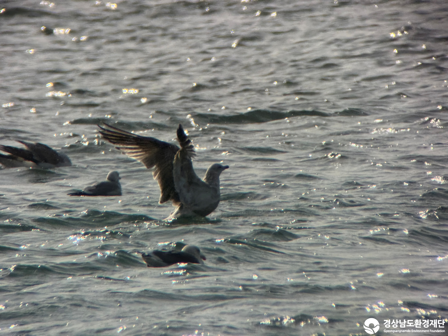 [진동만/창포만] 습지 생태계 변화 조사-2026. 1.