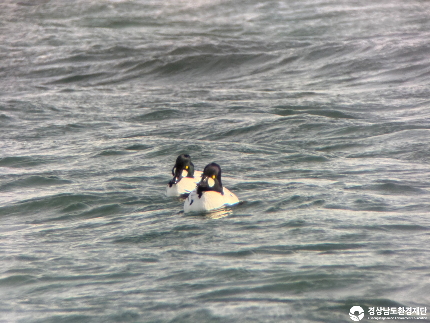 [진동만/창포만] 습지 생태계 변화 조사-2026. 1.