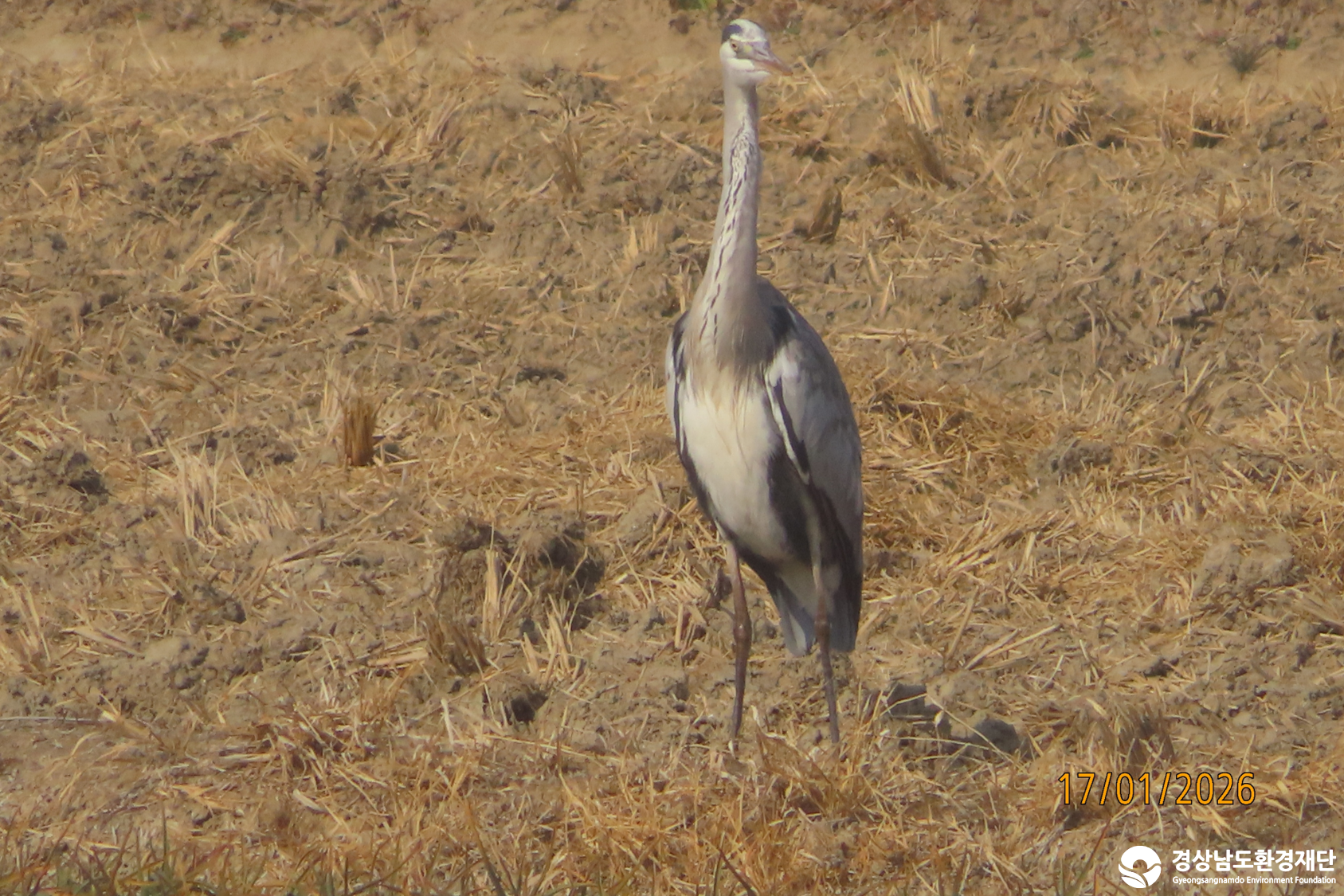 [섬진강하구] 습지 생태계 변화 조사-2026. 1.