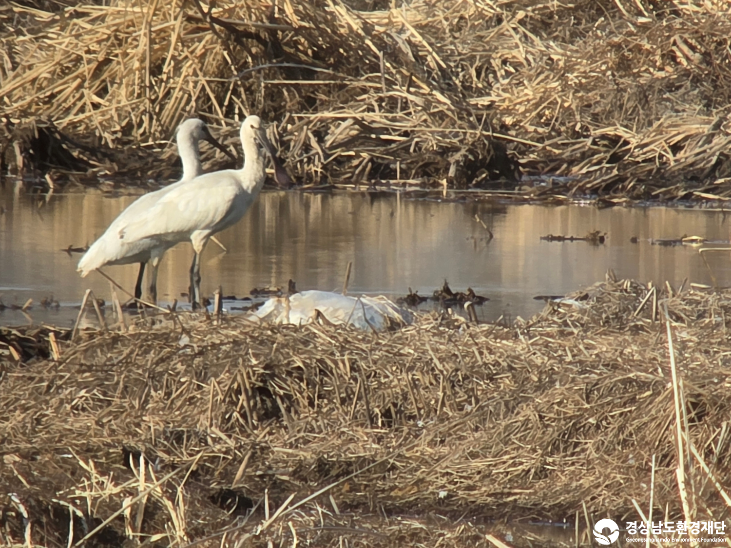 [악양습지/질날늪/평기늪] 습지 생태계 변화 조사-2026. 1.