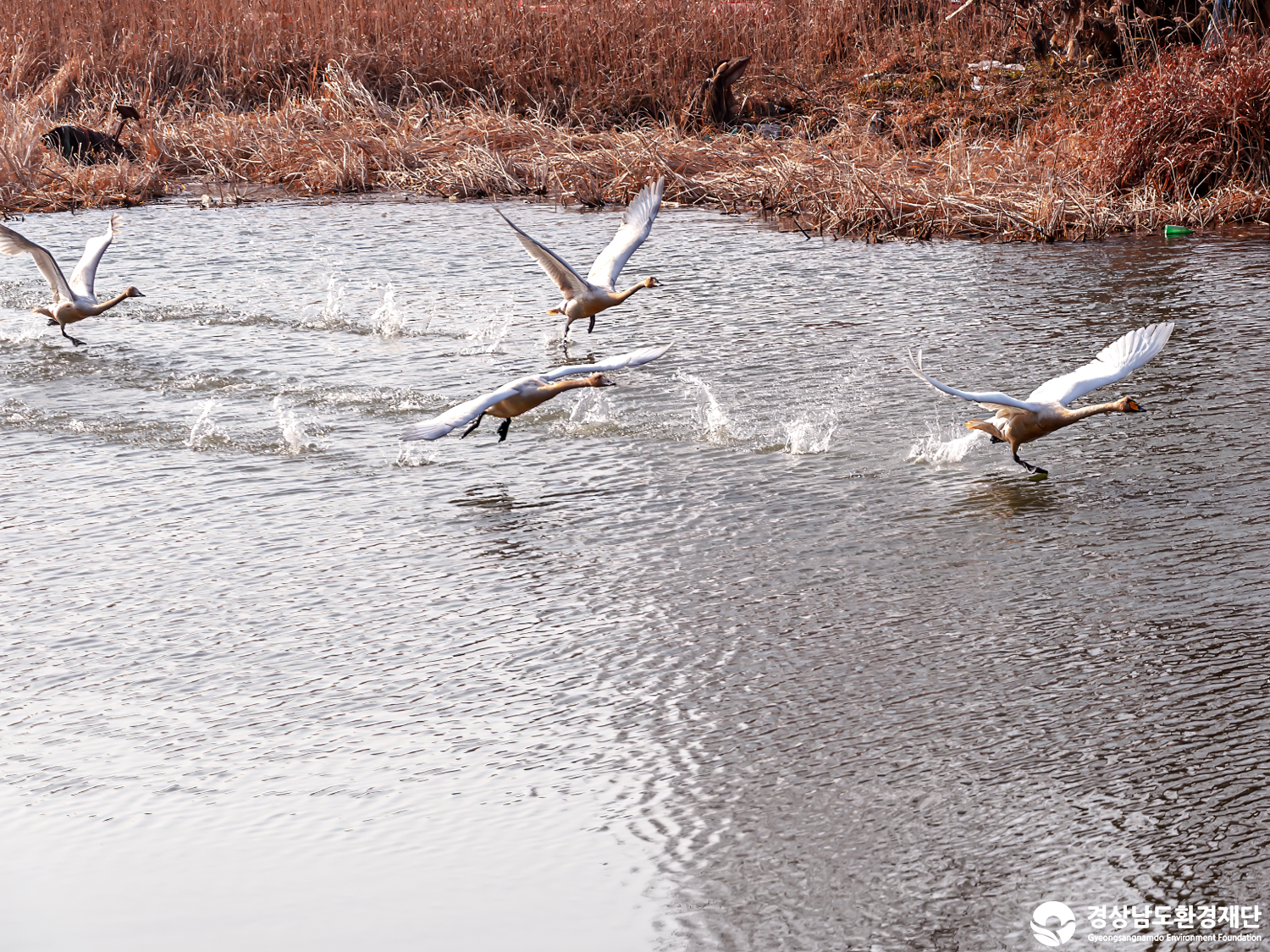 [정양늪] 습지 생태계 변화 조사-2026. 1.