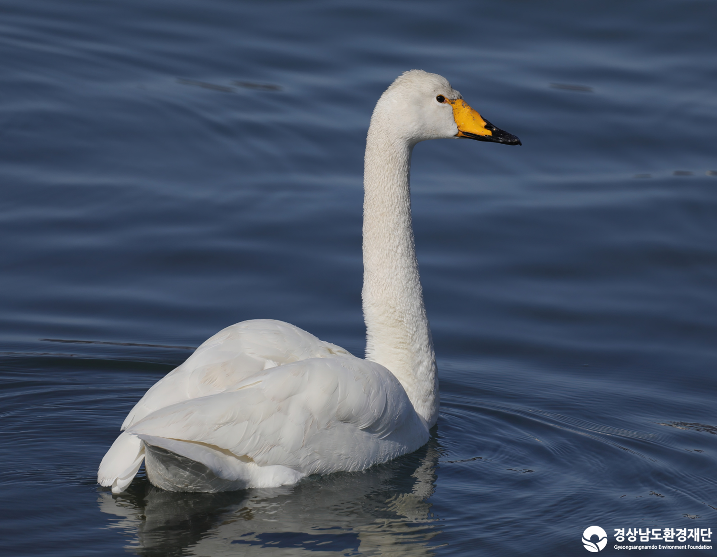 [남해강진만] 습지 생태계 변화 조사-2026. 1.