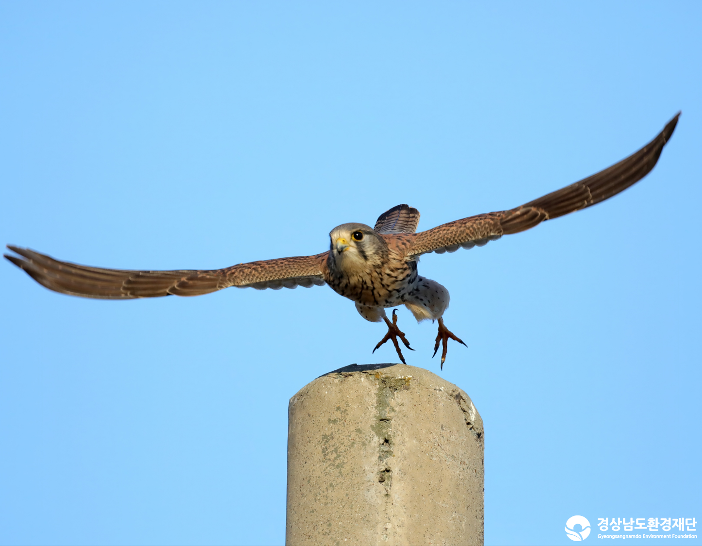 [남해강진만] 습지 생태계 변화 조사-2026. 1.