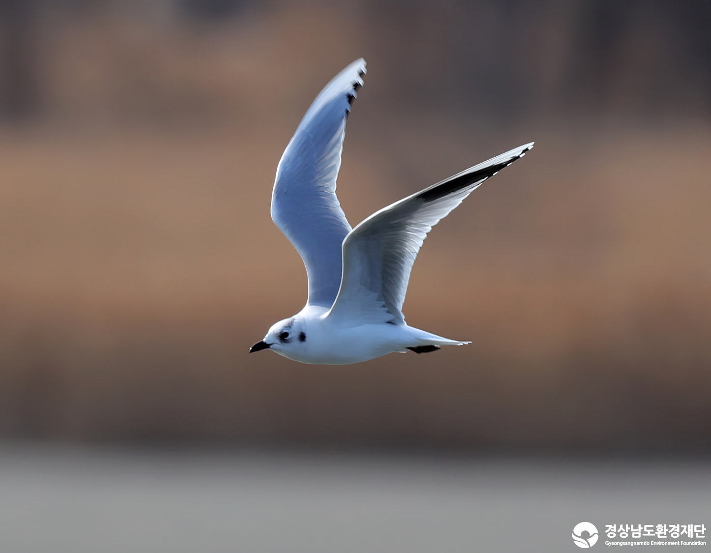 [남해강진만] 습지 생태계 변화 조사-2026. 1.