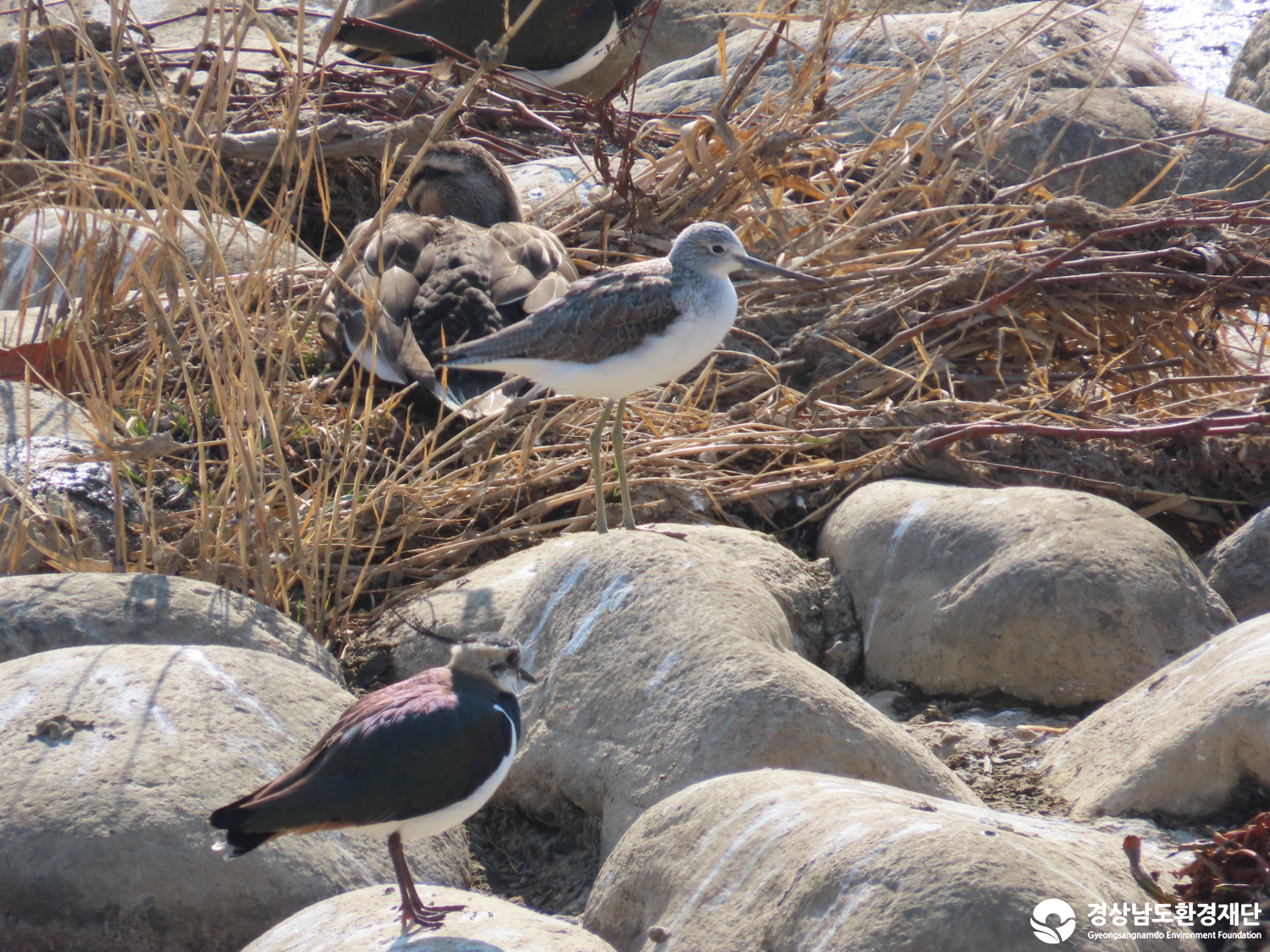[봉암갯벌] 습지 생태계 변화 조사-2026. 2.