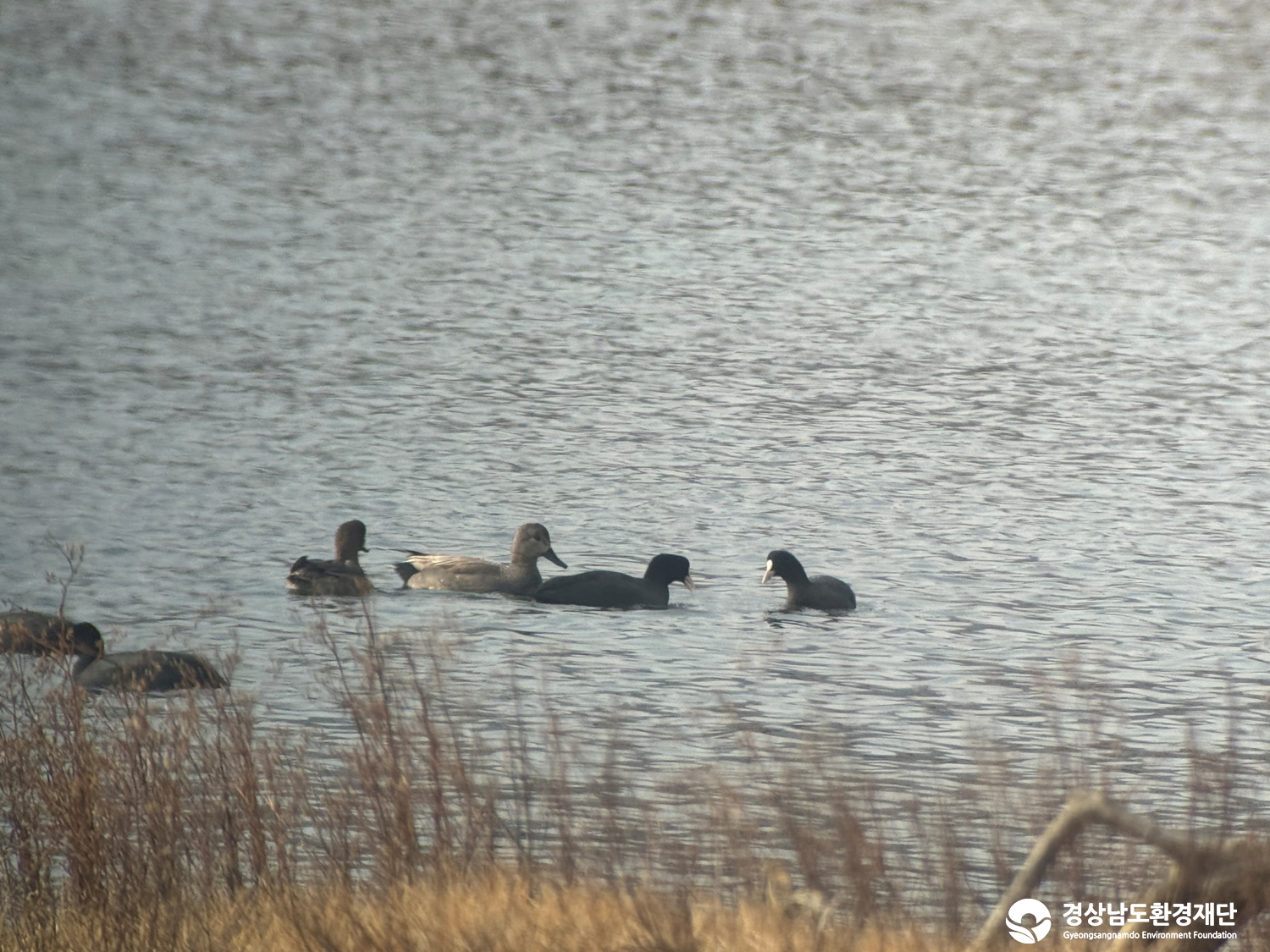 [진동만/창포만] 습지 생태계 변화 조사-2026. 2.