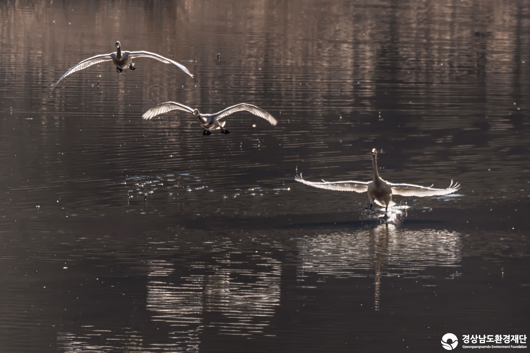 [정양늪] 습지 생태계 변화 조사-2026. 2.