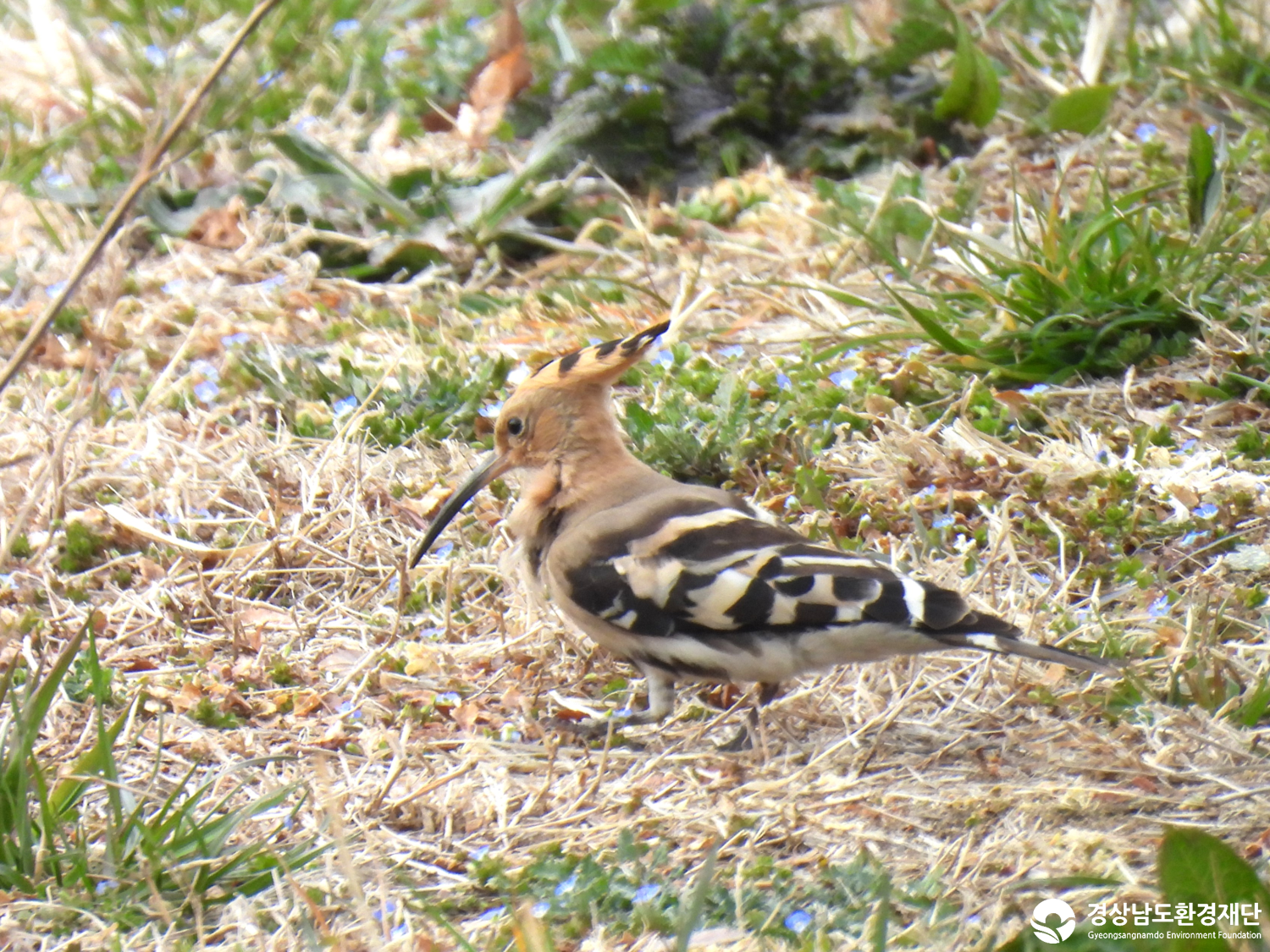 2026년 시민환경과학자 모니터링(3월) - 조류