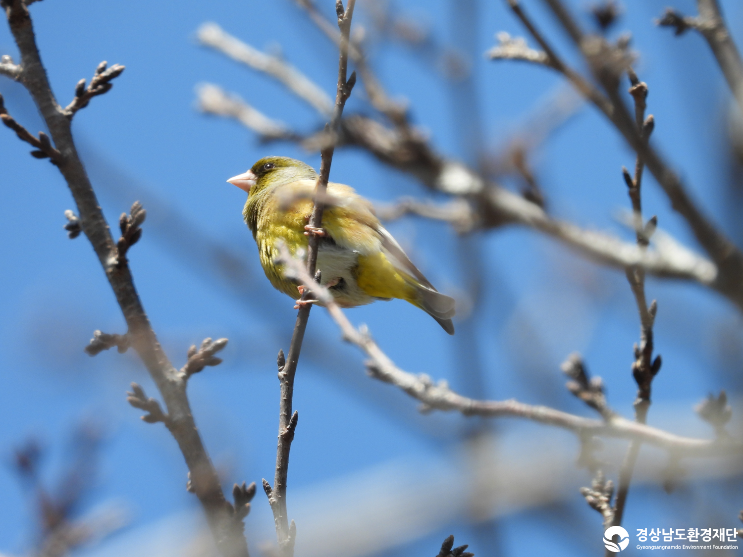 2026년 시민환경과학자 모니터링(3월) - 조류