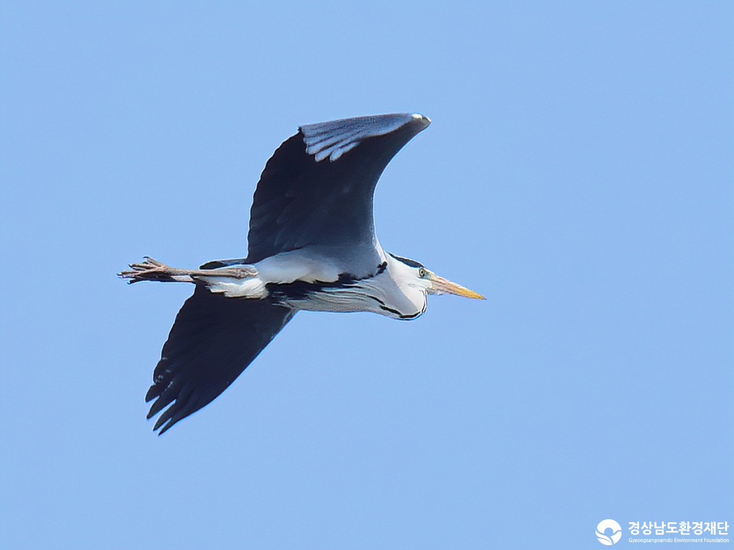 2026년 시민환경과학자 모니터링(3월) - 조류