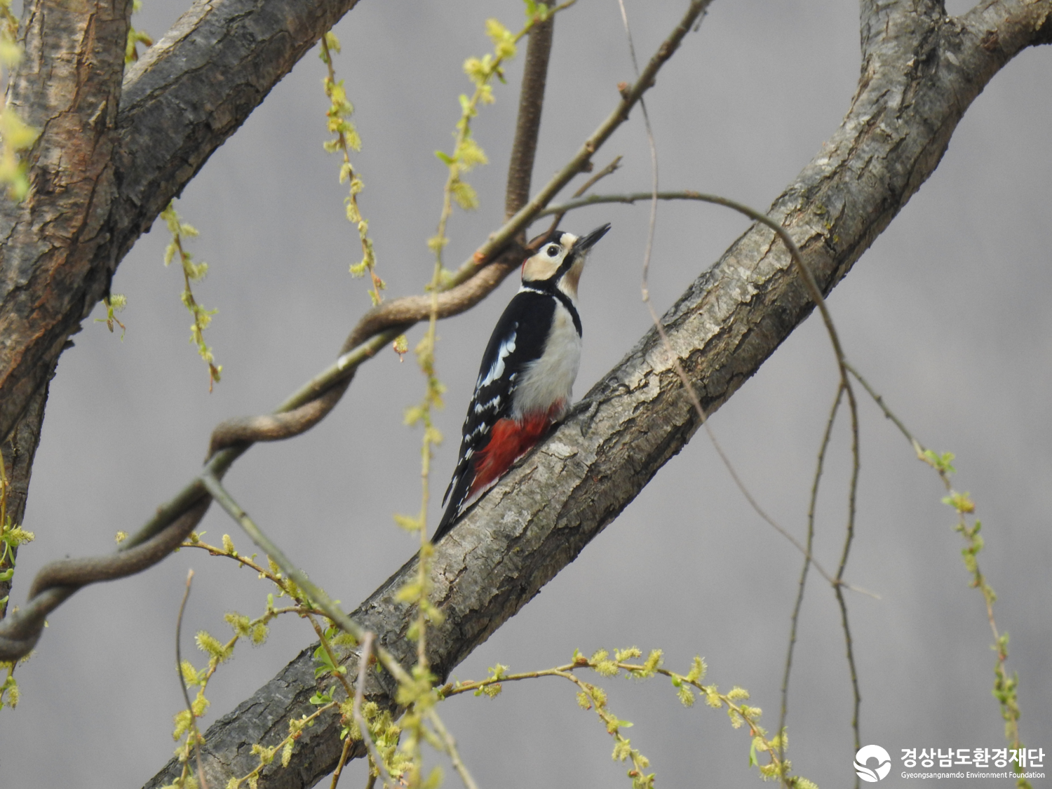 2026년 시민환경과학자 모니터링(3월) - 조류