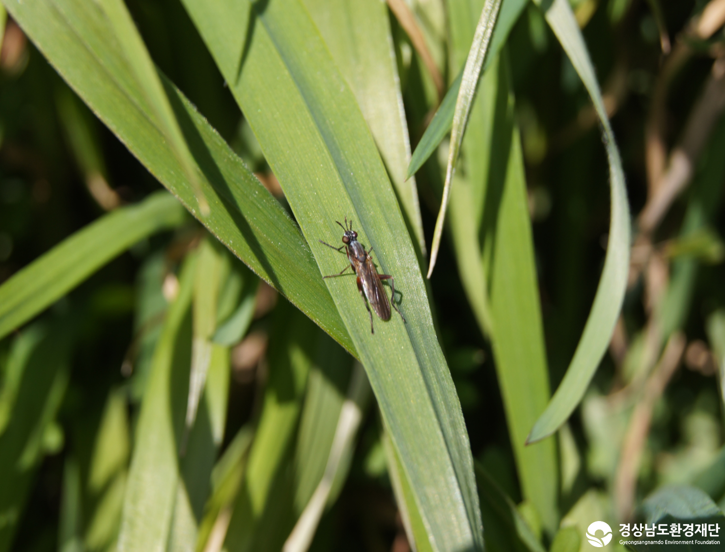 2026년 시민환경과학자 모니터링(3월) - 육상곤충
