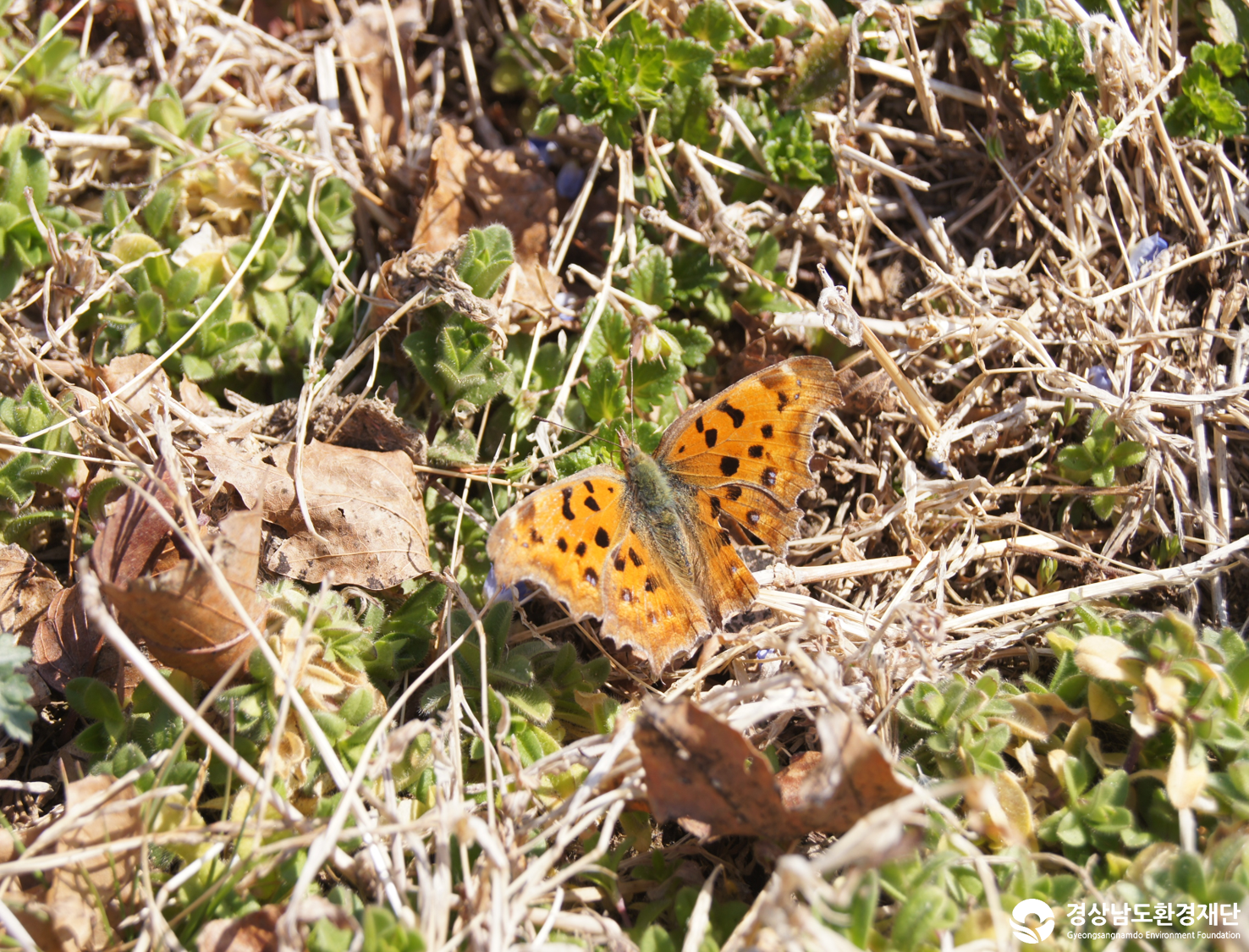 2026년 시민환경과학자 모니터링(3월) - 육상곤충