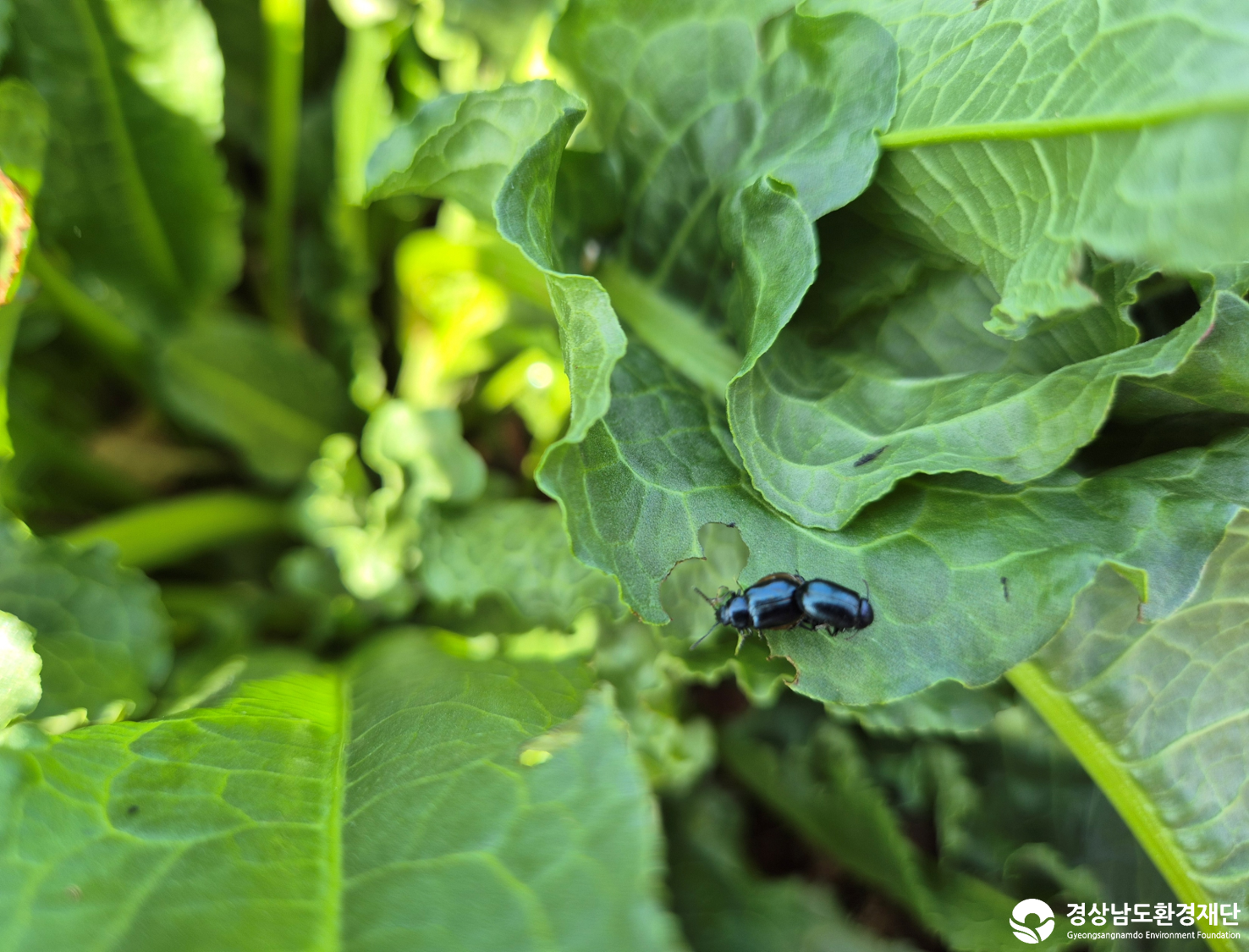 2026년 시민환경과학자 모니터링(3월) - 육상곤충